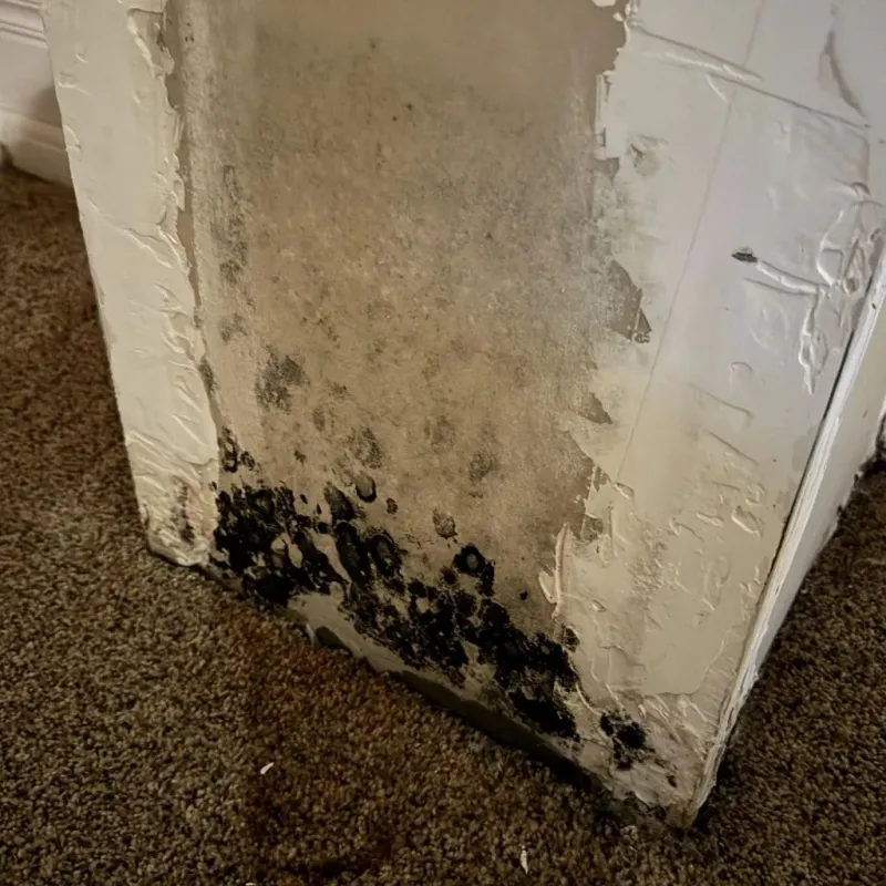 Professional Mold Removal in Chouteau, OK